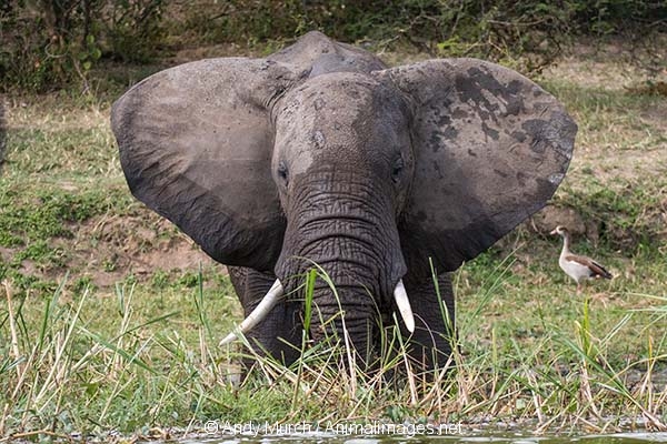African Bush Elephant 069