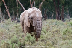 African Bush Elephant 005