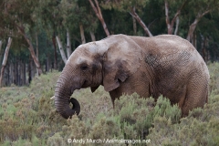 African Bush Elephant 006