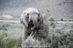 African Bush Elephant 019