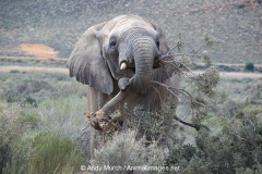 African Bush Elephant 020