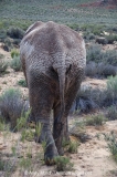 African Bush Elephant 026