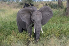 African Bush Elephant 036
