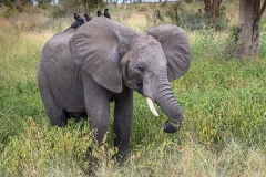 African Bush Elephant 038
