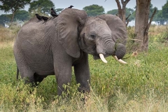 African Bush Elephant 041