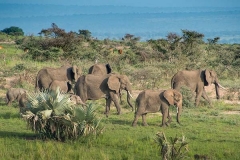 African Bush Elephant 043