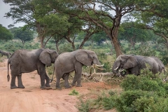 African Bush Elephant 050