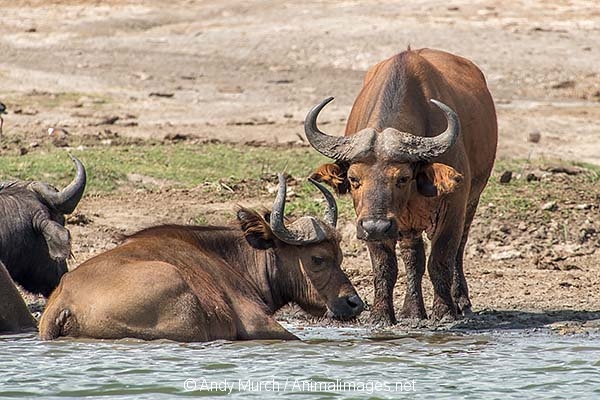 African Forest Buffalo 014