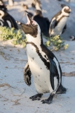 African Penguin 015