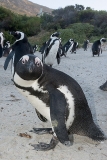 African Penguin 033
