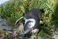 African Penguin 040