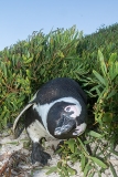 African Penguin 041