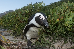 African Penguin 042