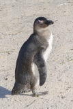 African Penguin 064