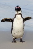 African Penguin 101