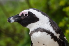 African Penguin 117