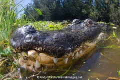 American Alligator 042