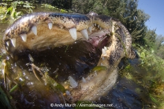 American Alligator 044