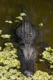 American Alligator 048