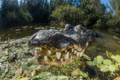 American Alligator 070