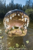 American Alligator 072