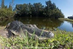 American Alligator 077