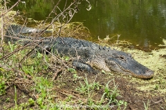 American Allligator 093