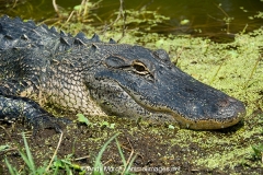 American Allligator 095