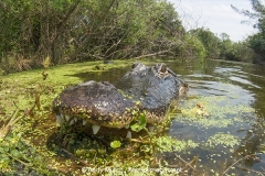 American Allligator 113