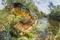 American Allligator 114