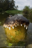 American Allligator 126
