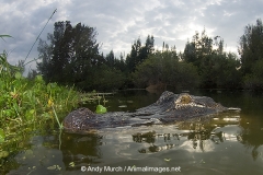 American Allligator 128