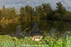 American Allligator 135