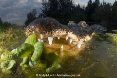 American Allligator 146