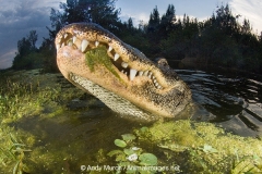 American Allligator 150