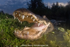 American Allligator 158