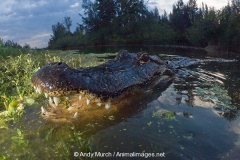 American Allligator 160