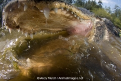 American Allligator 203