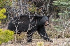 American Black Bear 062
