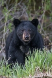 American Black Bear 065