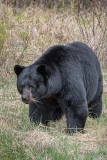 American Black Bear 074
