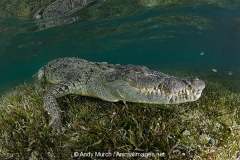 American Crocodile 388