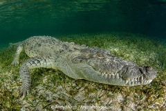 American Crocodile 441