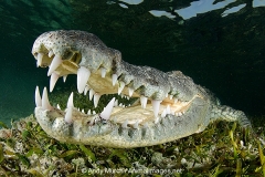 American Crocodile 485