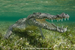 American Crocodile 567