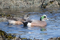 American Wigeon 002