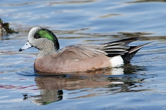 American Wigeon 007