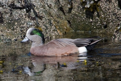 American Wigeon 008