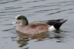 American Wigeon 014