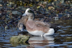 American Wigeon 016